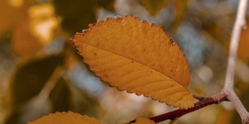 header-3day
